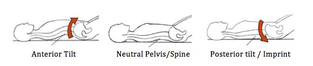 Neutral Pelvis Neutral Pelvis